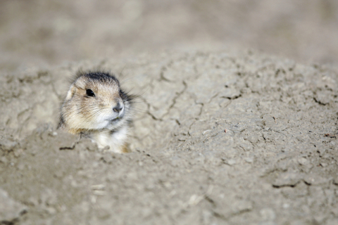 The US campaign is focused on saving black-tailed prairie dogs. Credit to: (C) WWF / Troy Fleece  