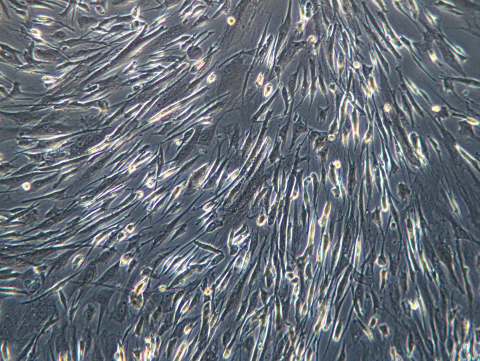 Eppendorf Enfield Laboratory image of human mesenchymal stem cells (hMSCs) (Photo: Business Wire)