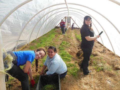 Students work in the North Little Rock Community Farm. The farm supplies fruits, vegetables and eggs ... 