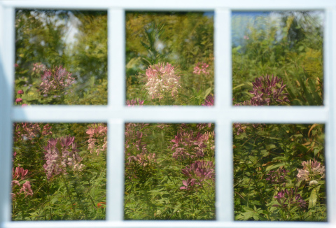 See-Through SolarWindow™ Generates Electricity, as Featured in Video (Photo: Business Wire)