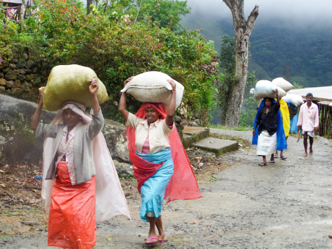 Tea pickers in Sri Lanka balancing bags of leaves they've harvested. Photo by Maisie Ganzler/Bon App ... 