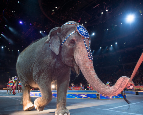 Families that want to see Ringling Bros. amazing elephants perform, like Karen (pictured),  one last ... 