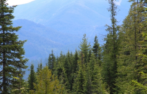 Molpus Woodland Group acquires over 25,000 acres of Timberland in northern Idaho and eastern Washing ... 
