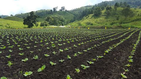 Central American field shown with juvenile 22nd Century Very Low Nicotine tobacco plants (Photo: Bus ... 