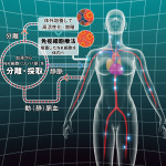 海外投資家が注目するがん治療 日本独自技術のANK免疫細胞療法に焦点：リンパ球バンク株式会社
