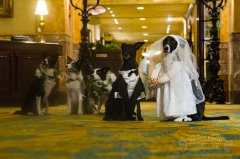 Smooches for Your Pooches Package at The Pfister Hotel (Photo: Business Wire)