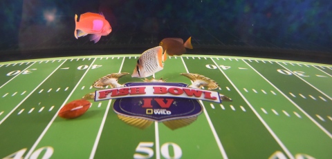 Move over puppies and kittens, make room for saltwater fish pretending to play football in Fish Bowl ... 