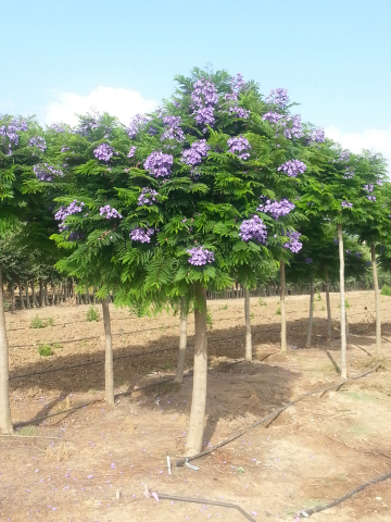 Jacaranda 'Sakai01' Bonsai Blue PPAF -- World's First Dwarf Jacaranda Tree. (Photo: Business Wire)