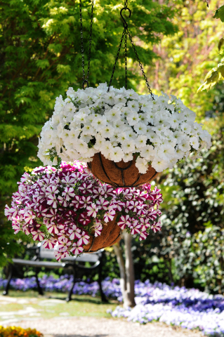 Arrange a mixture of hanging baskets with Easy Wave(R) burgundy star and white petunias for a gorgeous summer display. (Photo: Business Wire)