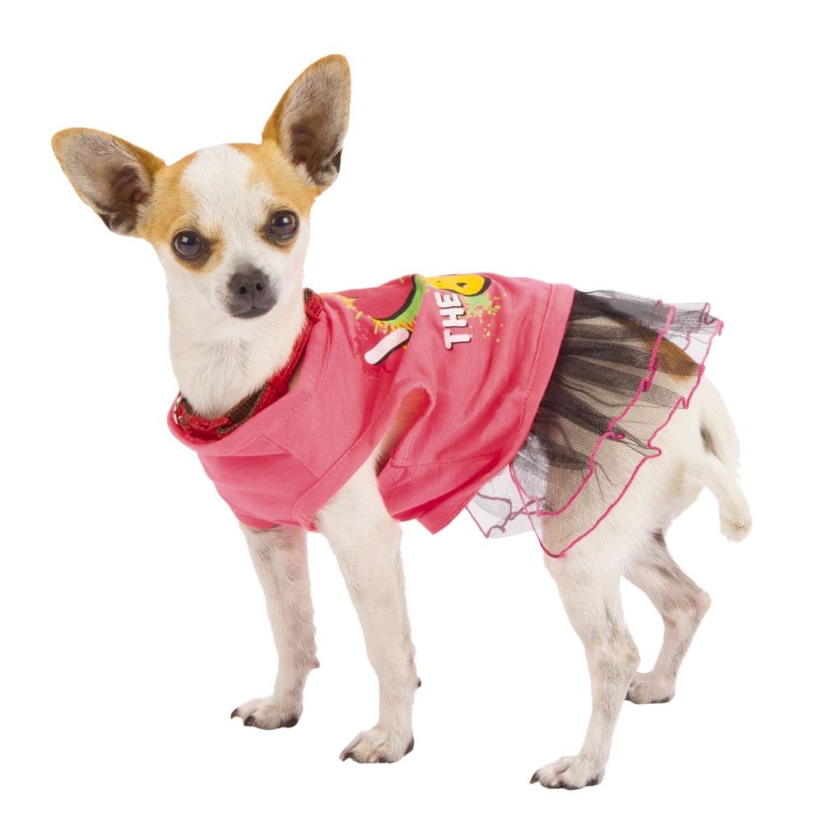 Chihuahua on sale clothes petsmart