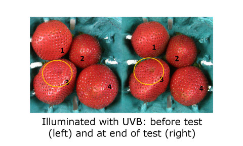 UV-B (equal energy) treatment prevents damaged areas from spreading while also inhibiting mold growth. This is a critical aspect of the technology - the ability to "tune" the UV to the most effective part of the spectrum, something that would be difficult and much less efficient using a typical mercury UV source. Credit: Sensor Electronic Technology Inc (SETi).