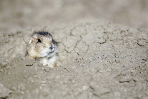 The US campaign is focused on saving black-tailed prairie dogs. Credit to: (C) WWF / Troy Fleece 
