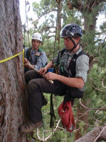 Humboldt State University researchers Stephen Sillett and Russell Kramer measure a redwood tree for the Save the Redwoods League Climate Change research study. Photo Credit: Marie Antoine.