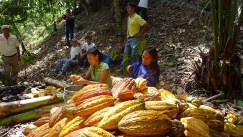 Women from San Juan de Cheni remove cocoa beans from pods growing in the village (Photo: Business Wire)