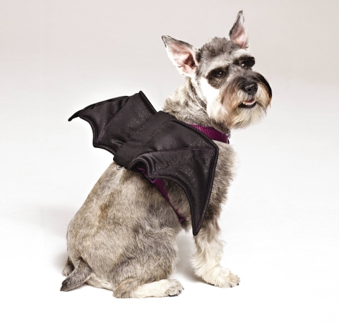 It's a costume and a safety harness in one. The bat wings on this Martha Stewart Pets from PetSmart easily detach so the adjustable harness can be used year round. (Photo: Business Wire)