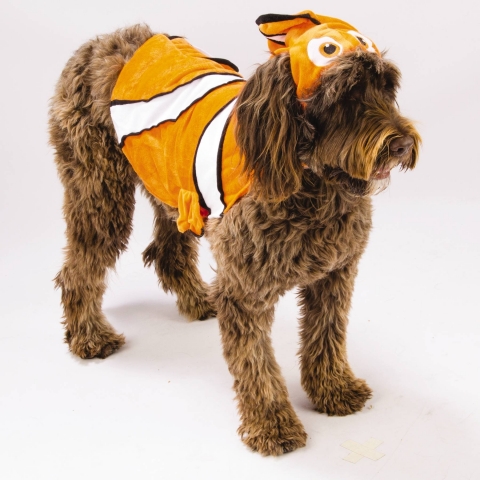 You can find Nemo on Halloween when your dog is dressed in the new Disney Nemo costume available at PetSmart. (Photo: Business Wire)
