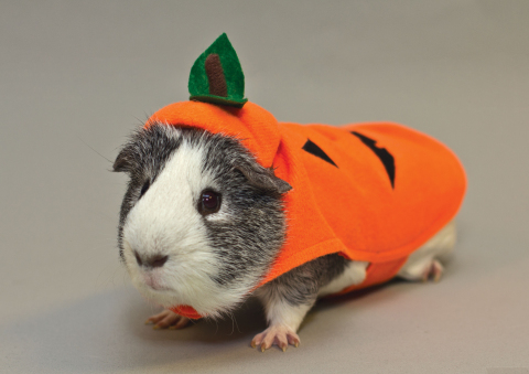 This year even the guinea pigs are getting in on the Halloween fun with pumpkin and witch costumes from PetSmart. (Photo: Business Wire)
