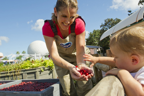 From Sept. 27 to Nov. 11, visitors to the 2013 Epcot(R) International Food & Wine Festival are invited to visit the Ocean Spray Cranberry Bog Exhibit and enjoy the great taste and healthy goodness of the exceptional cranberry every day and every way with cranberry-inspired dishes throughout the park. (Photo: Business Wire)