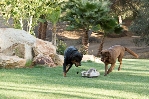 GoGoDogPals radio controlled toys give dogs a workout (Photo: Business Wire)