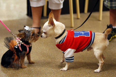 Sophie, a teacup yorkshire terrier, meets Chico, a chihuahua, at PetSmart's annual Halloween costume party. (Richard W. Rodriguez/AP Images for PetSmart)