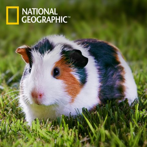 Starting in spring 2014, PetSmart's exclusive National Geographic-branded products will include habitats, accessories and food for fish, reptiles, birds and small pets. National Geographic's net proceeds will support the conservation of animals and their habitats. (Photo: Business Wire)