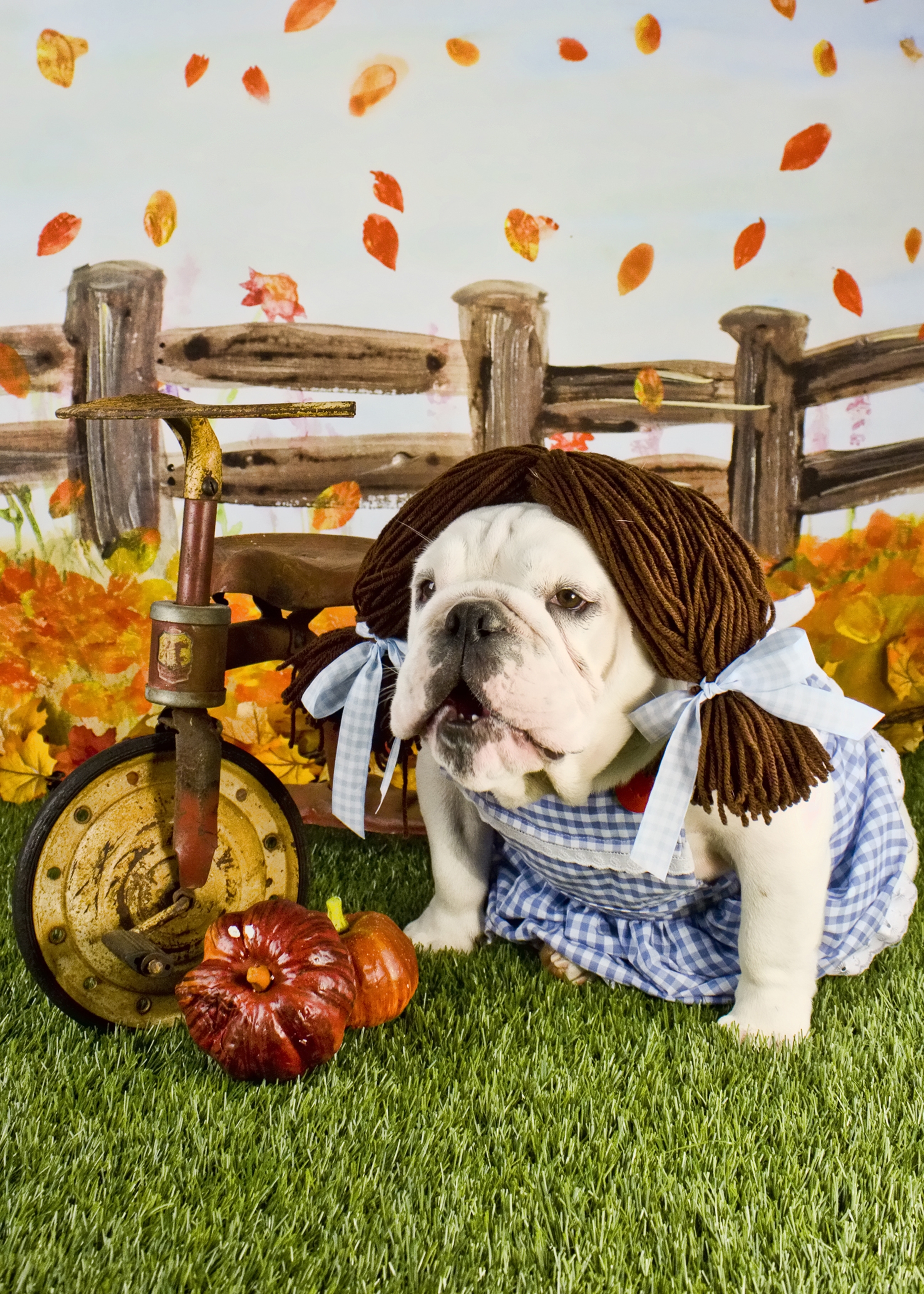 petco halloween contest 2020 Dorothy The English Bulldog From Texas Wins 10 000 In Petsmart S Halloween Photo Contest Business Wire petco halloween contest 2020