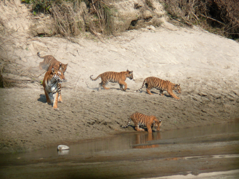 Mamá tigre y sus cachorros en el Parque Nacional Bardia, Nepal (Crédito: @ Jakob Jespersen)
 
