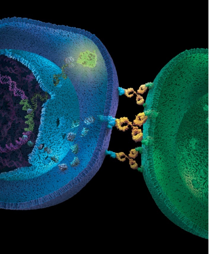 Cell Signaling - Promega