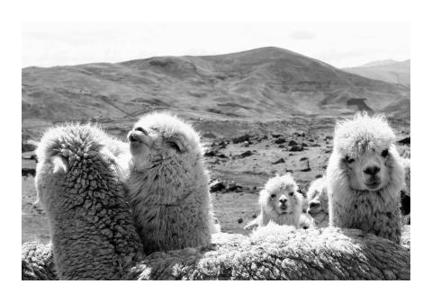 Llamas photographed by Helena Christensen in Peru (Photo: Business Wire)
