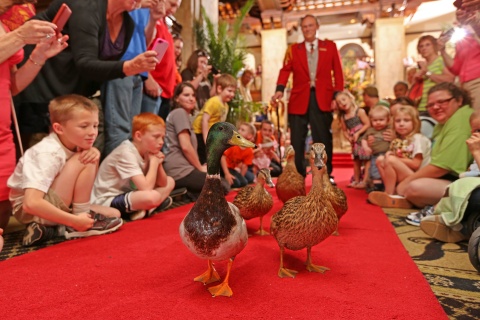 The Peabody Ducks marching at the flagship Peabody Hotels property in Memphis (Photo: Business Wire)