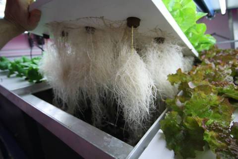 Indoor Harvest Corp. commercial aeroponics (Photo: Business Wire)