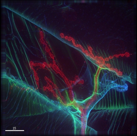 Vanessa Auld, University of British Columbia, Vancouver, Canada. Image description: Drosophila neuromuscular junction stained for extracellular matrix proteins (green and blue) and the nerve terminal (red). Therapeutic focus: Neurodegenerative disease. (Photo: Business Wire)