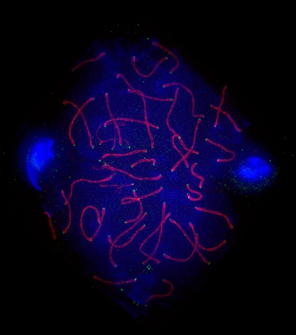 Graham Wright, Institute of Medical Biology, A*STAR, Singapore Image description: Mouse spermatocyte spread stained for KASH-5 and SCP3 (red and green) and DNA (blue). Therapeutic focus: Fertility.(Photo: Business Wire)