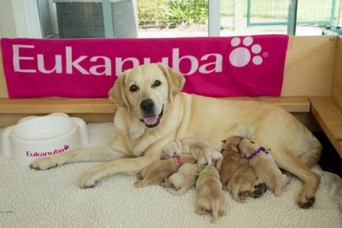 Meet the Eukanuba Hero Litter, future Canine Companions for Independence assistance dogs! (Chris Kittredge/Eukanuba Dog Foods)