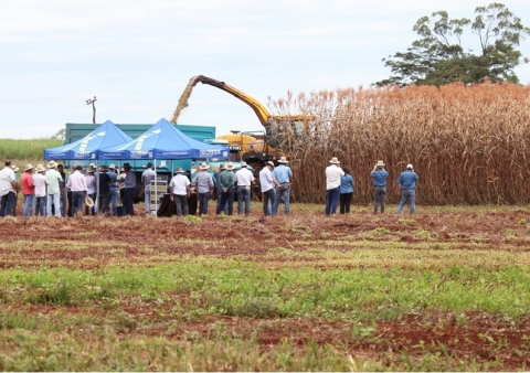 Sorgo biomassa Palo Alto de NexSteppe sendo colhida no dia de campo. (Photo: Business Wire)