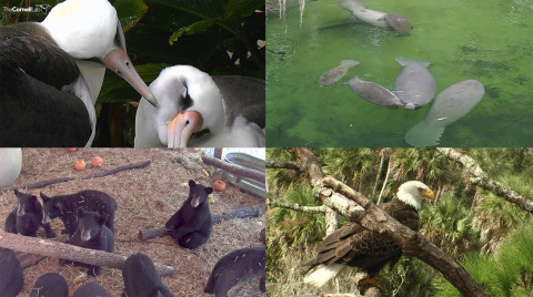 Photos courtesy of Cornell Lab of Ornithology (top left), Save the Manatee Club (top right), Wildlife Center of Virginia (bottom right) and American Eagle Foundation (bottom left).