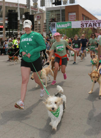 Meredith Leslie, of P&G, runs with Pawl Griffin, IAMS VP of Canine Communications, during the IAMS Flying Fur dog run in downtown Cincinnati, Sat., May 3, 2014. More than 500 dogs and owners ran in the two-mile race as part of races taking place during the Flying Pig Marathon weekend events. IAMS Bowls of Love will be donating a bag of pet food for each dog running in the event to the SPCA in Cincinnati. (Tom Uhlman/AP Images for IAMS)