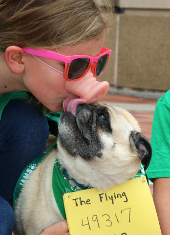 Runner Sydney Elliott, 9, gets licked by her dog, Belle, on her fake pig nose as they get ready to run the IAMS Flying Fur dog run in downtown Cincinnati, Sat., May 3, 2014. More than 500 dogs and owners ran in the two-mile race as part of races taking place during the Flying Pig Marathon weekend events. IAMS Bowls of Love will be donating a bag of pet food for each dog running in the event to the SPCA in Cincinnati. (Tom Uhlman/AP Images for IAMS)
