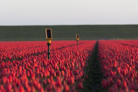 Dacom's solar-powered Sensetions smart sensors with Orange technology inside enables optimal irrigation for tulips growing in the Netherlands. © Dacom