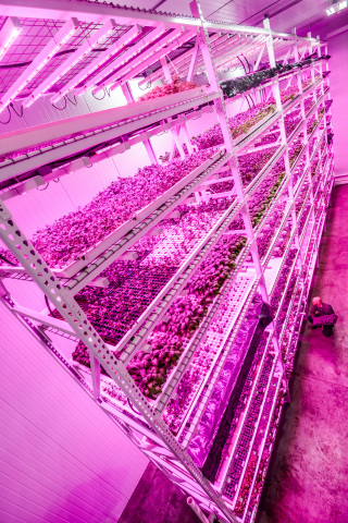 Philips & Green Sense Farms usher in new era of indoor farming with LED 'light recipes' that help optimize crop yield and quality