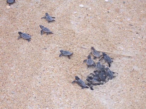 Loggerhead hatchlings emerge from their nest to make their way across the beach at Cape Hatteras National Seashore. (Photo: Business Wire)