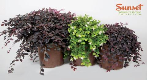 From left to right, Purple Diamond, Emerald Snow and Purple Pixie are three unique varieties of low maintenance and drought-tolerant Loropetalum available from Village Nurseries. (Photo: Business Wire)