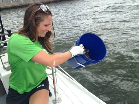 After tending to oysters in the Inner Harbor oyster gardens for nine months, BGE volunteer Melissa Cheek plants the oysters in a reef near Fort Carroll in the Patapsco River. The oysters planted in the reef will filter more than 1 million gallons of water per day, improving the health and water quality of the Harbor. (Photo: Business Wire)