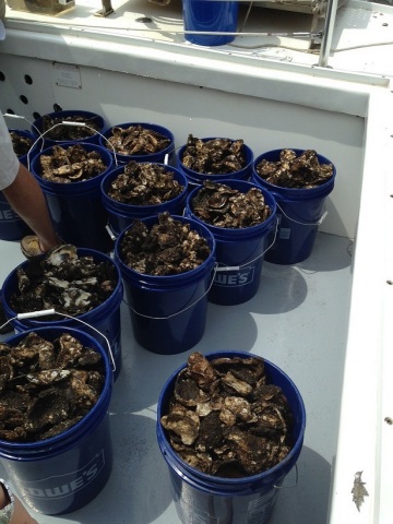 Volunteers from BGE, Constellation and T.Rowe Price pull nearly 22,000 oysters from the five Inner Harbor oyster gardens they have been tending to over the past nine months to plant them on a reef near Fort Carroll in the Patapsco River. The partnership supports the Waterfront Partnership of Baltimore's Healthy Harbor Initiative and the Chesapeake Bay Foundation's Healthy Harbor Oyster Partnership. The efforts are part of the Chesapeake Bay Foundation's goal of creating a swimmable, fishable Harbor by 2020.