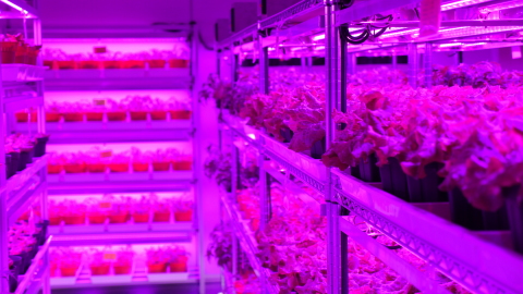 Panasonic Factory Solution Asia Pacific's First Indoor Vegetable Farm in Singapore (Photo: Business Wire)