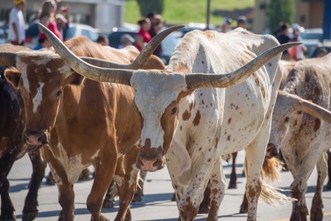 Over 25,000 people gathered in Dodge City today to witness the largest longhorn cattle drive down a main street since the 1800s sponsored by Boot Hill Casino and Resort in partnership with the Wild West Heritage Foundation. (Photo: Business Wire)