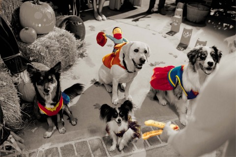 PetSmart Halloween costumes for dogs, cats and small pets available at www.PetSmart.com. (Photo: Business Wire)