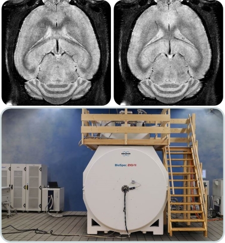 High-resolution MRI imaging of mouse brain at 21 Tesla (top). BioSpec® 210/11 with CryoProbe™ (bottom). (Photo: Business Wire)