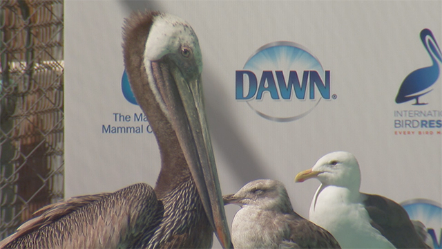 ADDING MULTIMEDIA Dawn Honors International Bird Rescue and the Marine  Mammal Center for Their Role in Saving Thousands of Animals Globally Each  Year Through Their Worldwide Partner Network | Business Wire