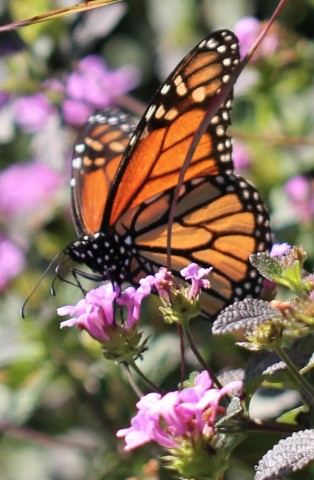 The iconic monarch butterfly is a popular choice for releases. Efforts to grant it threatened status are grossly overstating the estimated numbers released by the butterfly industry. (Photo: Business Wire)